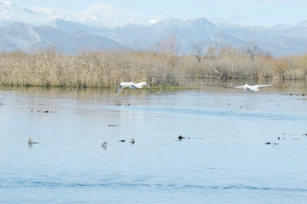 Skadarsko jezero, Foto: NP Skadarsko jezero