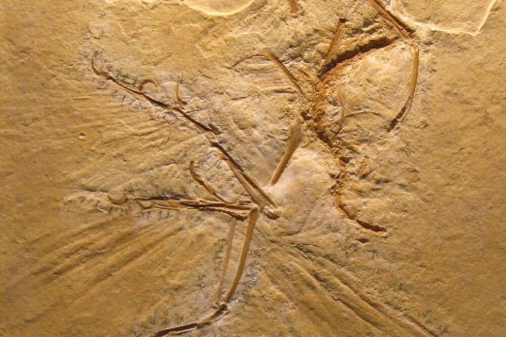 praistorijska ptica, Foto: Wikimedia.org