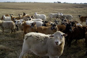 U Bijelom Polju i Žabljaku registrovana Q-groznica kod koza, ovaca...