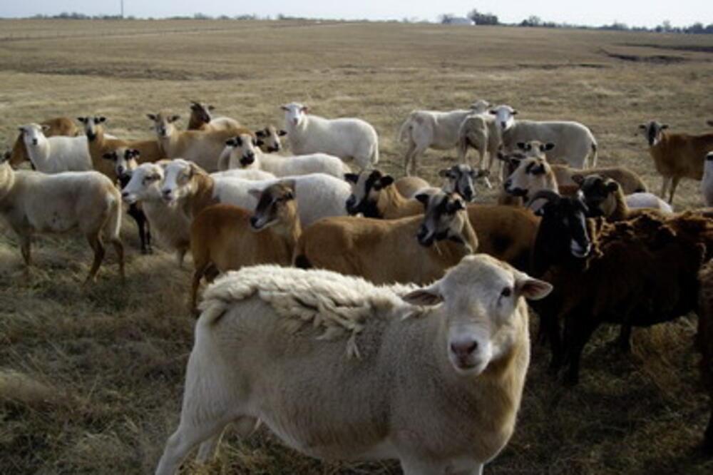 ovce i koze, Foto: Kingsenglish.info