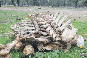 Podgorica: Skeleti stoke u park šumi