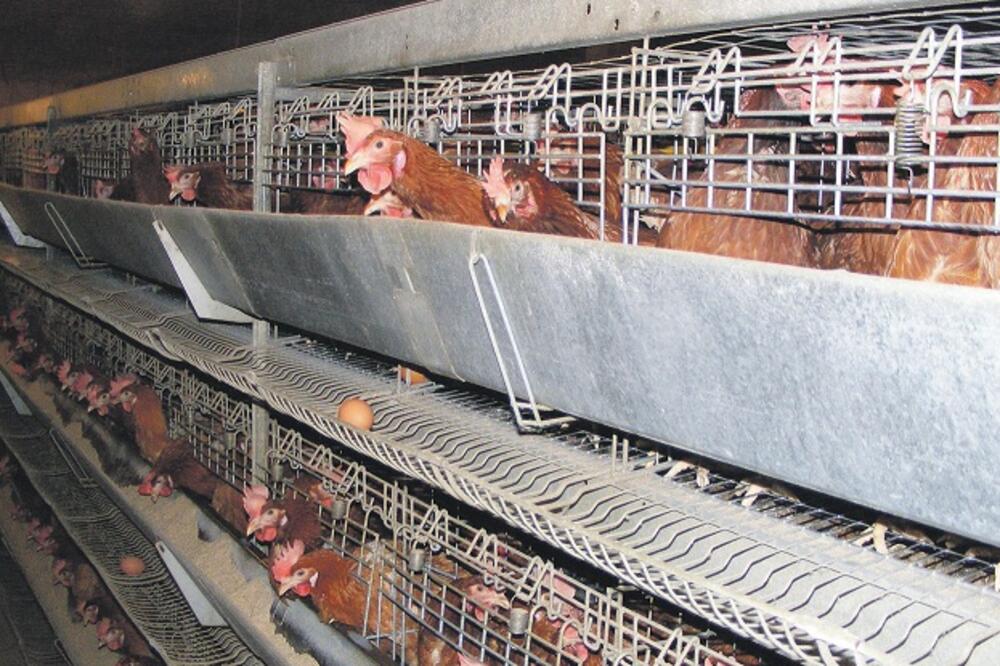 koke, farma, Foto: Beća Čoković