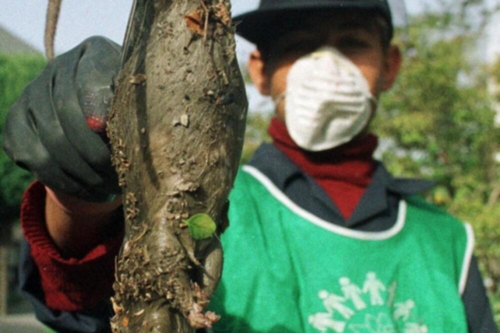 Teheran, pacovi, Foto: Btimes.co.uk