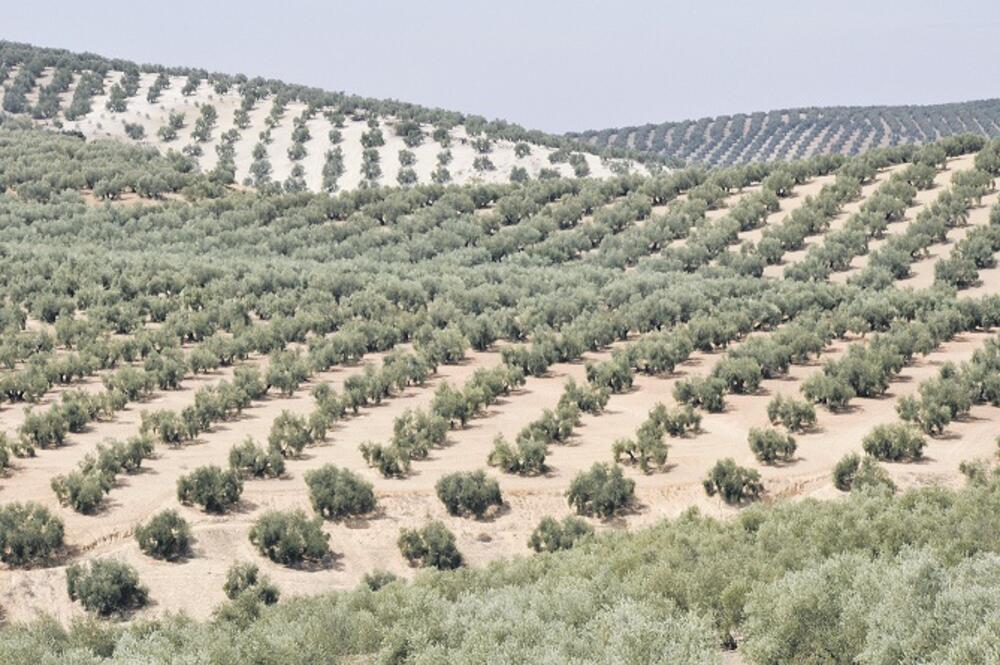 maslinjak, Andaluzija