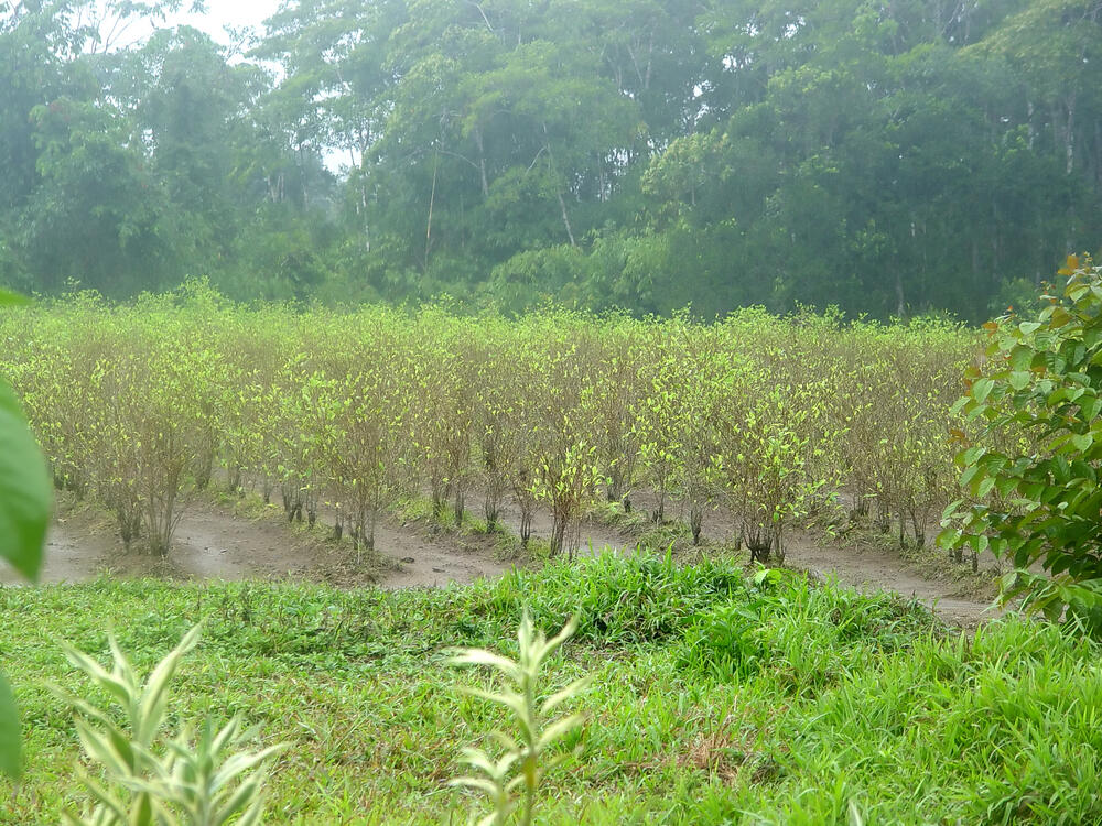 plantaža koke, Peru