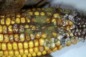 Njemci iz Srbije uvezli kukuruz sa velikom dozom aflatoksina