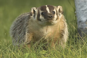 Britanija ubija 5.000 jazavaca