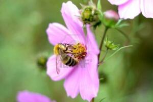 Pčele uz pomoć elektriciteta komuniciraju sa cvijećem