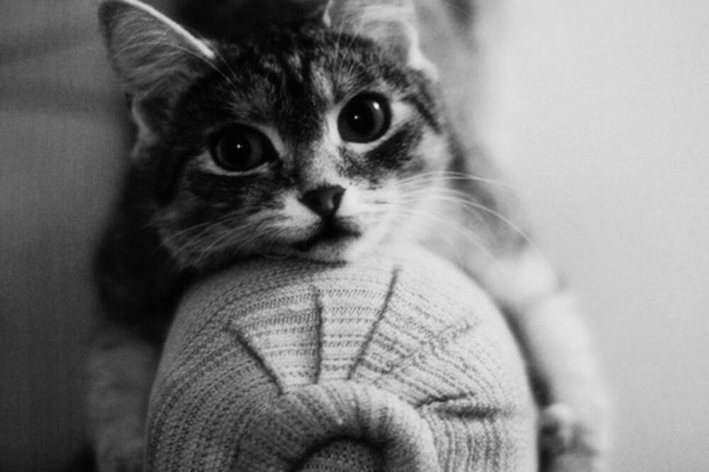 mačka, Foto: Pinterest