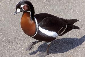 Misterija nestanka 50.000 crvenogrudih gusaka