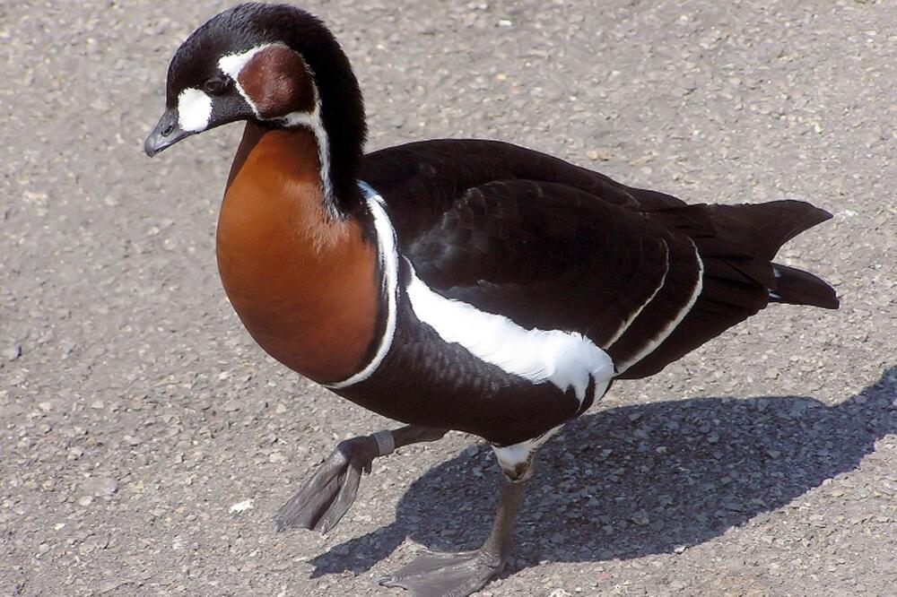 crvenogruda guska, Foto: Wikipedia