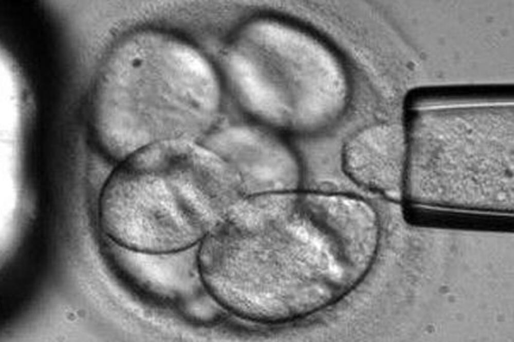 matična ćelija, Foto: Telegraph.co.uk