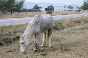 Podgorica: Uspavan konj koji je danima lutao oko Stočne pijace