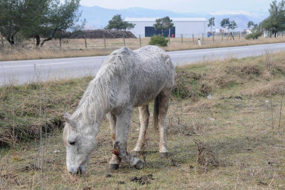 konj, povrijeđeni konj, Foto: Zoran Đurić