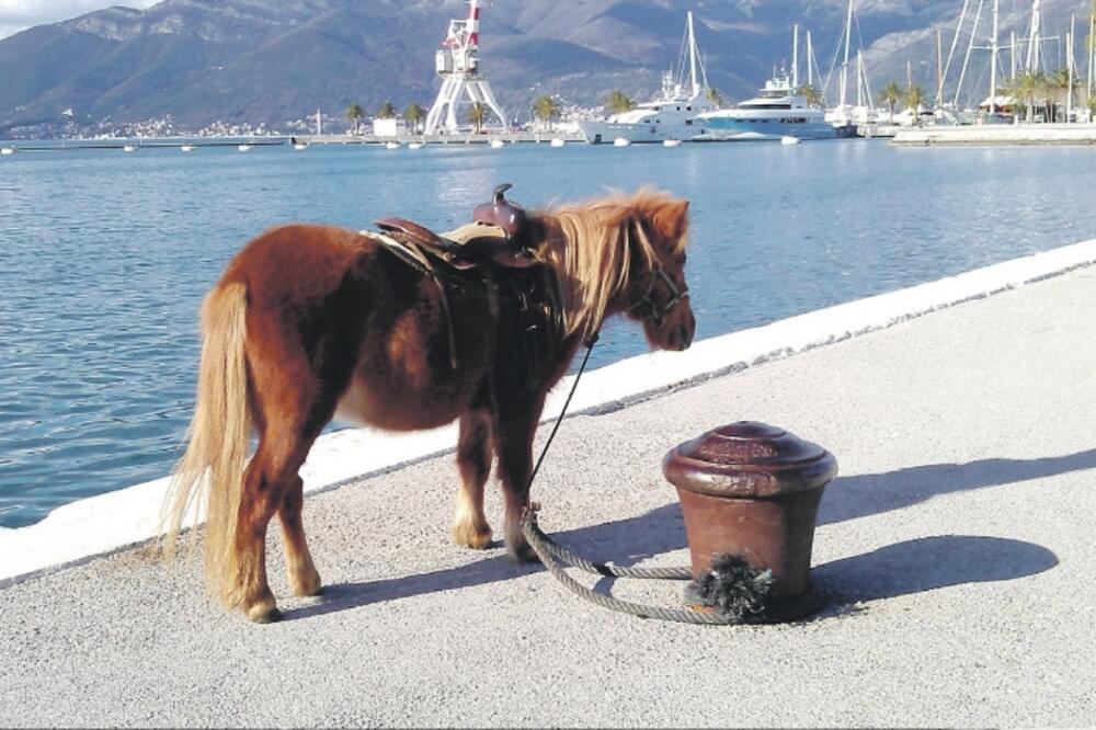 Pristanište Pine, Foto: Siniša Luković