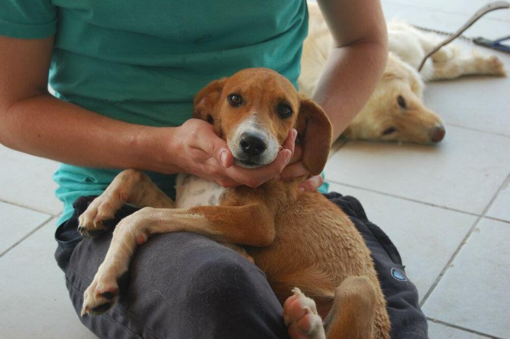 azil, psi, Animagus, Kotor, Foto: Animagus