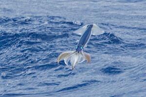 Naučnici dokazali da Pacifička lignja može da leti