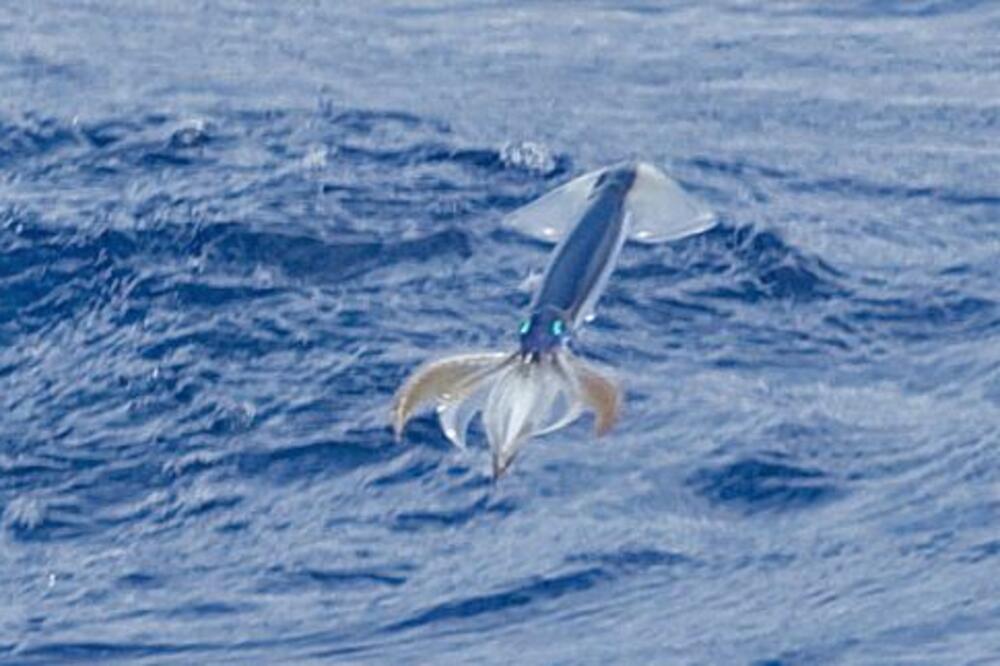 Pacifička lignja, Foto: Dailymail.co.uk