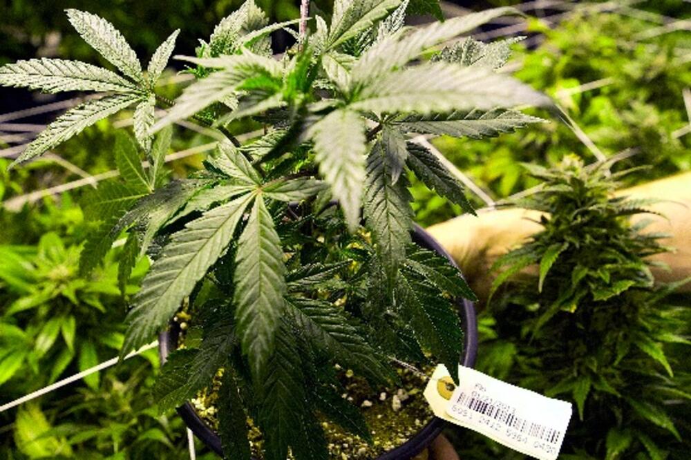 marihuana, plantaža marihuane u Denveru, Foto: Beta/AP