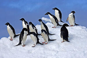 Na Antarktiku pronađena velika kolonija pingvina