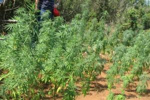 Španija: Zapljienjeno 2,6 tona kanabisa