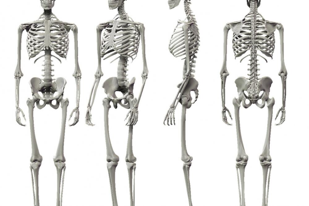 Skelet, Foto: Memorize.com