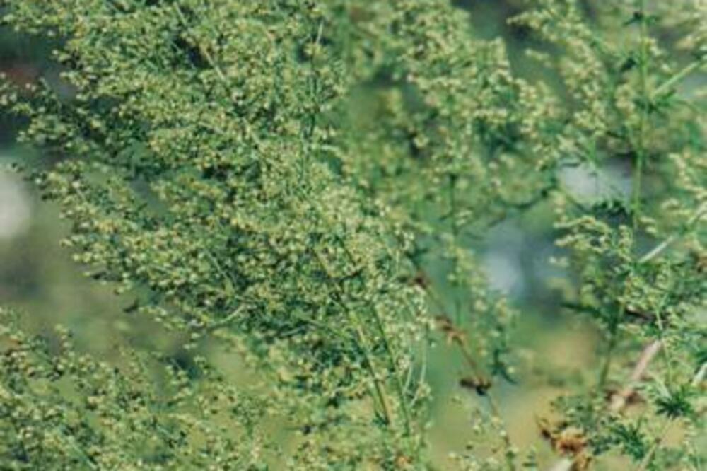 Bejturan, Foto: Blog.dnevnik.hr