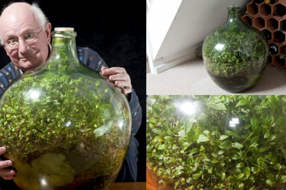 Tradescantia, Dejvid Latimer, Foto: Wowkeren.com