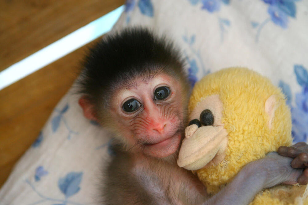 majmun, Foto: Alphapress.com