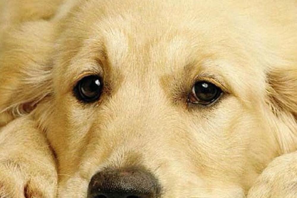 labrador, Foto: Pinterest