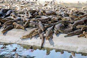 15.000 krokodila pobjeglo s poplavljene farme