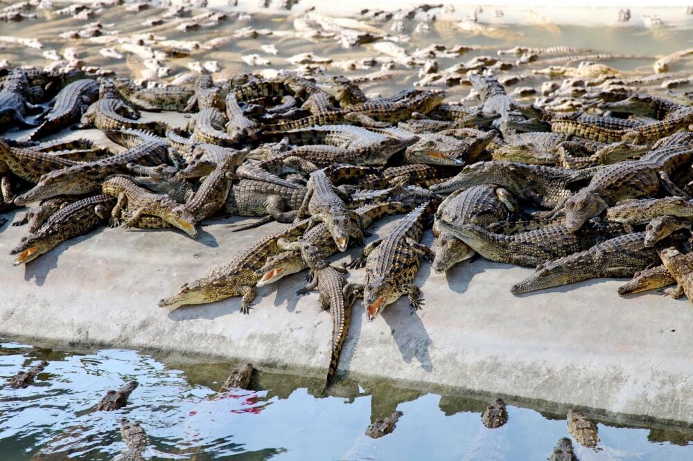 Krokodili, Foto: Wikipedia.org