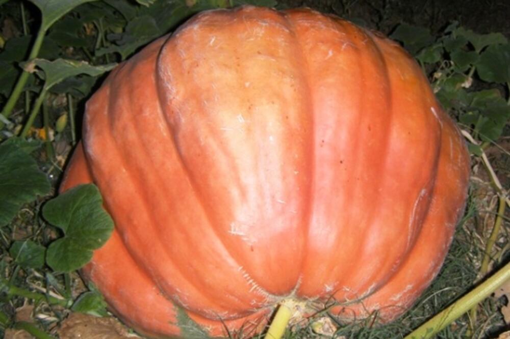 tikva, Foto: Jelena Jovanović