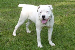 Ulcinj: Buldog napao ženu na ulici