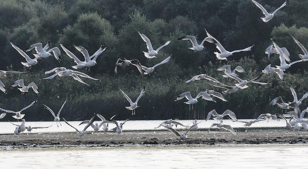 ptice, Skadarsko jezero