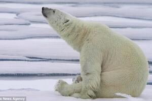 WWF: Polarni medvjed ugrožen zbog zagrijavanja na Arktiku