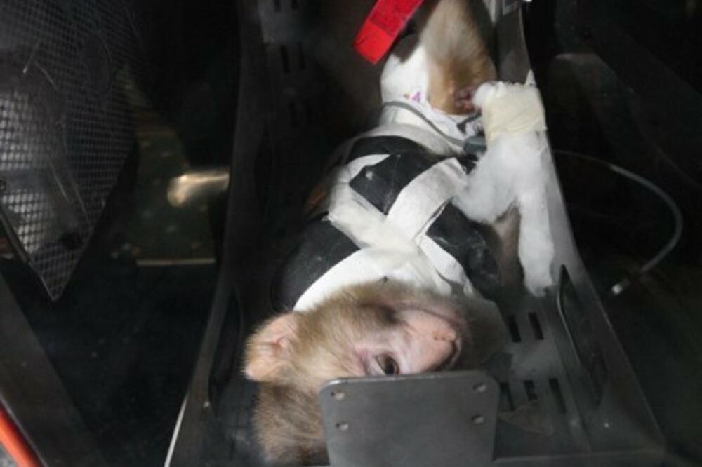 majmun, Iran, Foto: France24.com