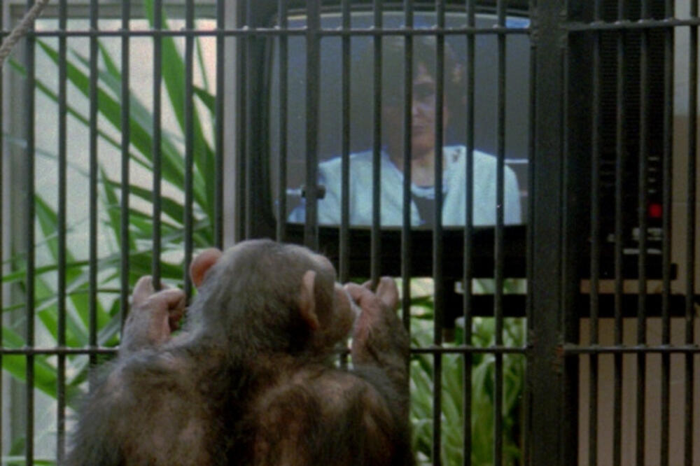 šimpanza Đina, Foto: Gawker.com