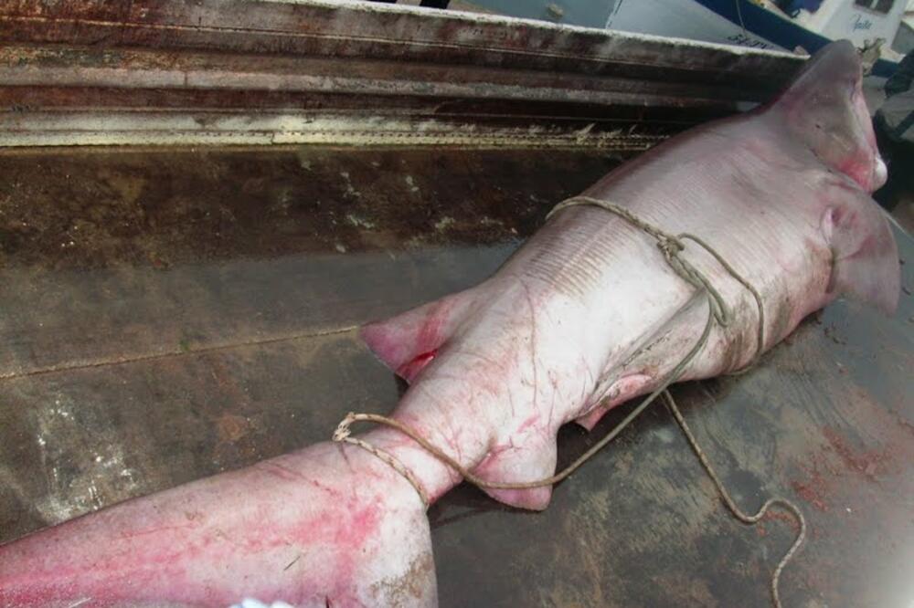 Lakičevići, ajkula, Foto: Radio Tivat