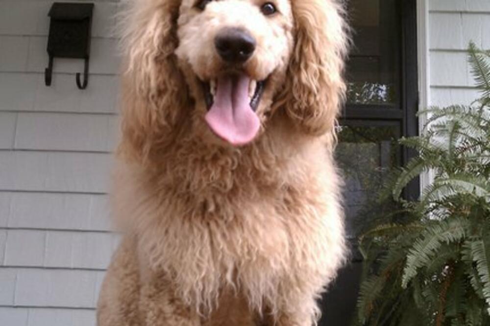 Čarls, Foto: Facebook