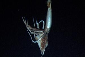 Snimljena džinovska lignja od tri metra