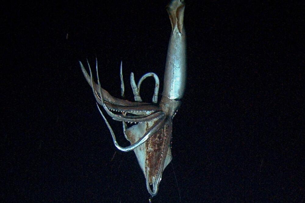 džinovska lignja, Foto: Deepseanews.com