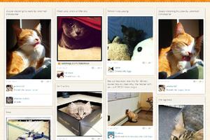 Mačke dobile svoju društvenu mrežu