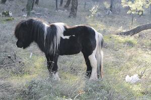 Poni sa Gorice nestao bez traga