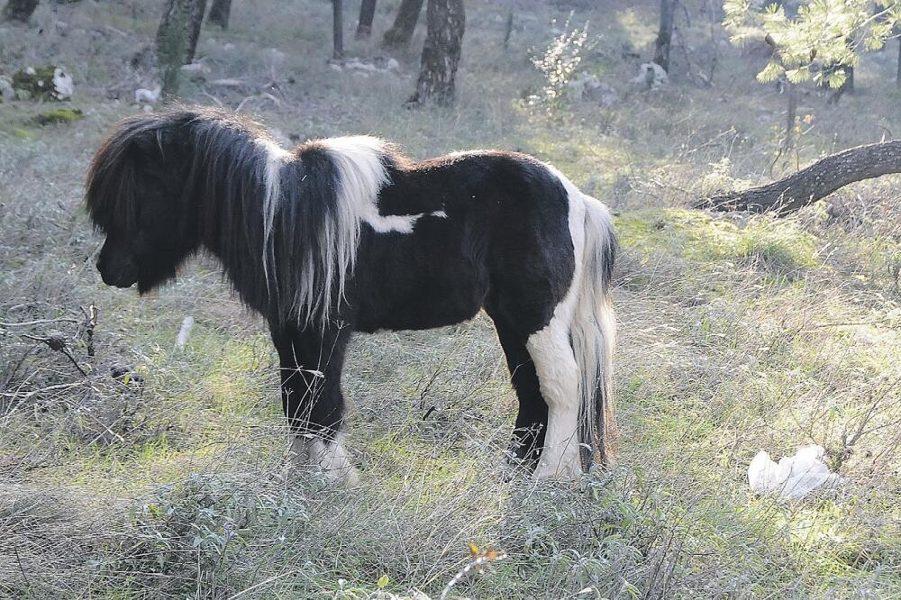 poni, Gorica, Foto: Zoran Đurić