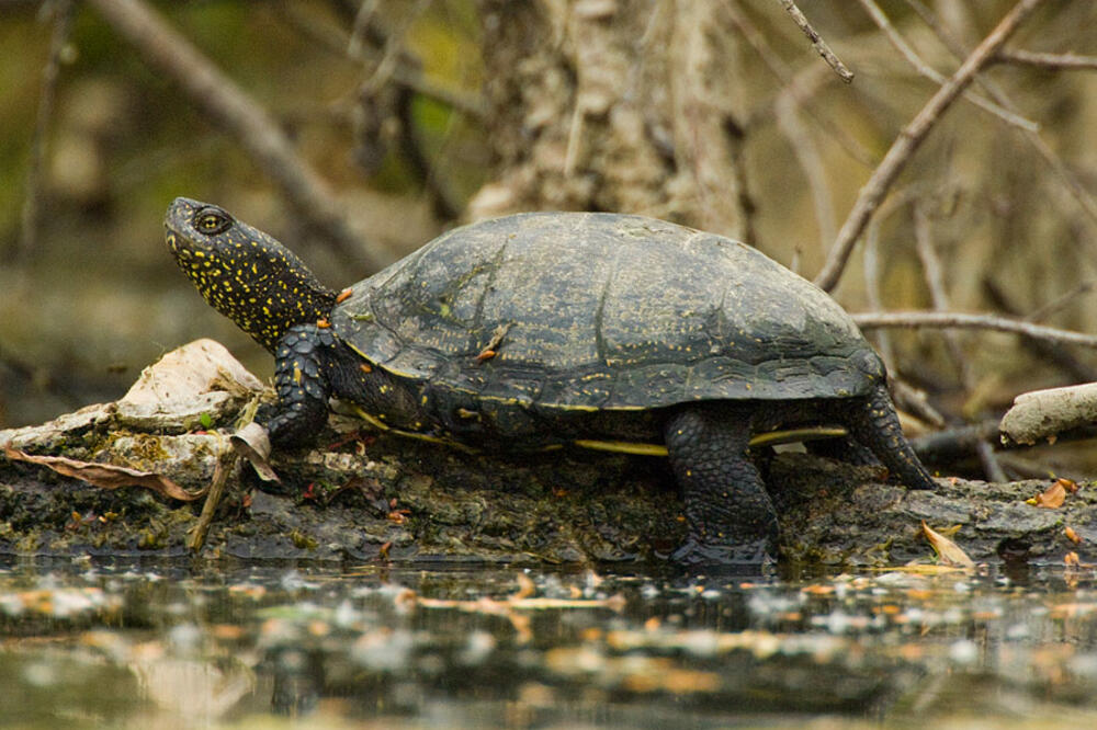 Barska kornjača, Foto: Kopacki-rit.com