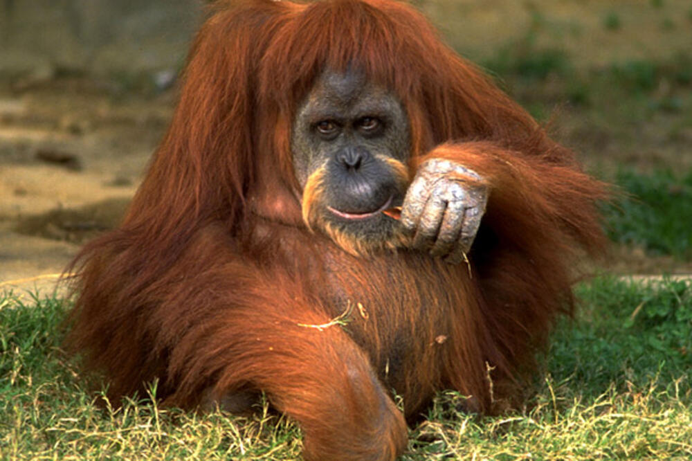 orangutan, Foto: Konicaminolta.com