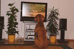 Šta psi vide kada gledaju TV?