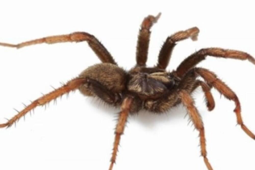 pauk Barak Obama, Foto: Printscreen