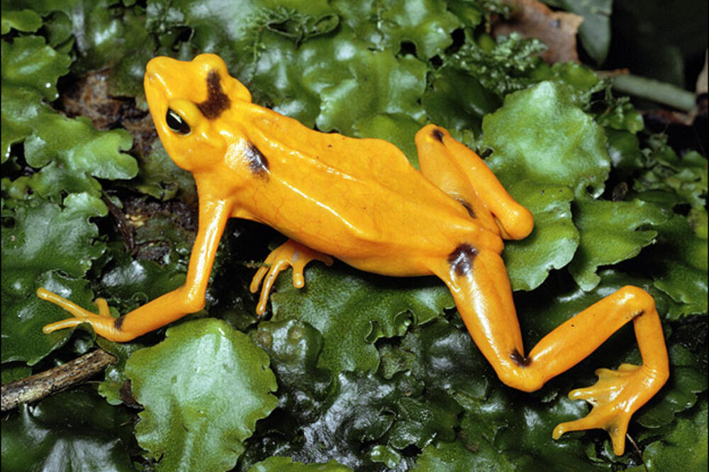 zlatna žaba, Foto: Animal.discovery.com